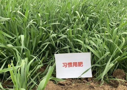 图片3小麦对比照.jpg