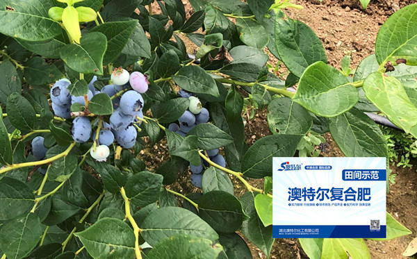 示范田转色情况_副本.jpg