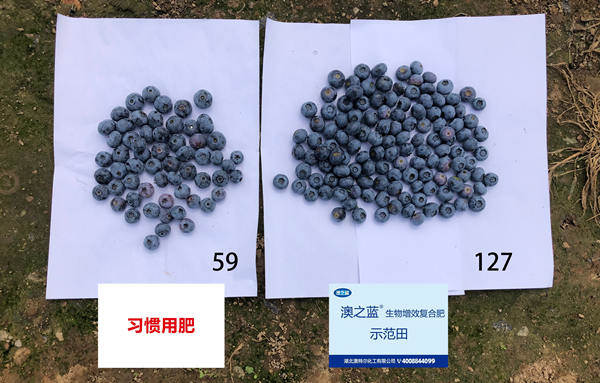 单株果量对比_副本.jpg