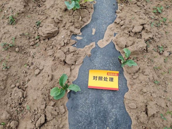 图片7生长期植株长势对比1.jpg