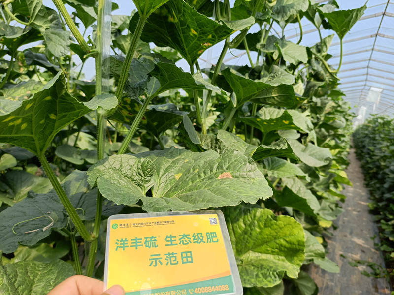 示范田病叶细节图_副本.jpg