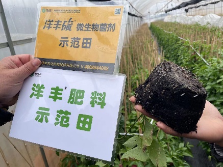 2月24日,使用7天后,有新根长出。.jpg