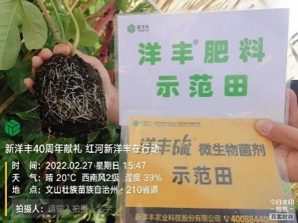 2月27日,使用10天后,根系已恢复正常生长,根系发达。.jpg