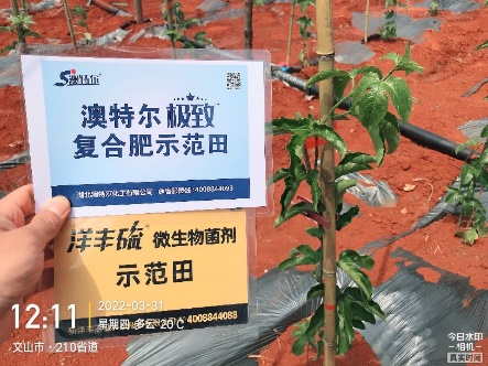 3月31日,定值后的白效果苗长势.jpg