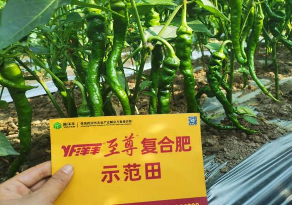 杨大哥示范田挂过量.jpg