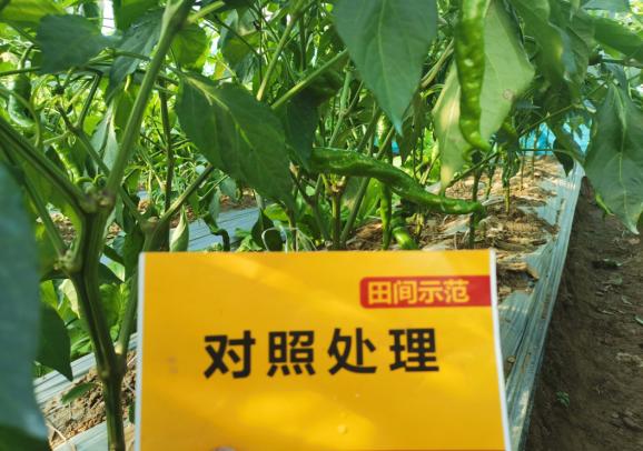 杨大哥对照田挂果量.jpg