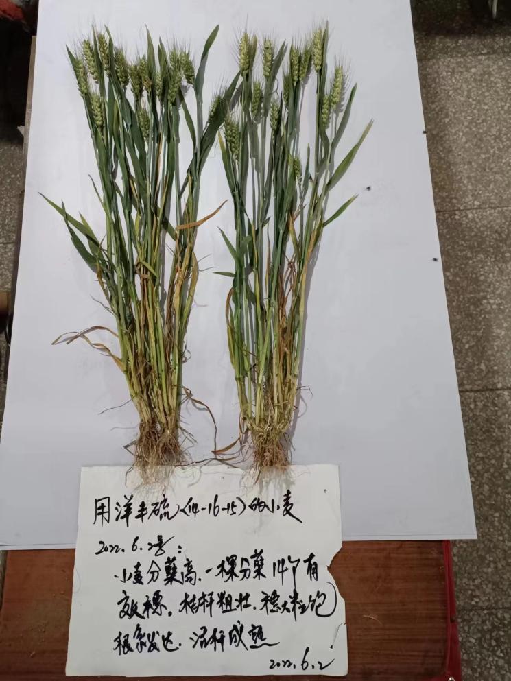 植株对比1.jpg 植株对比1.jpg
