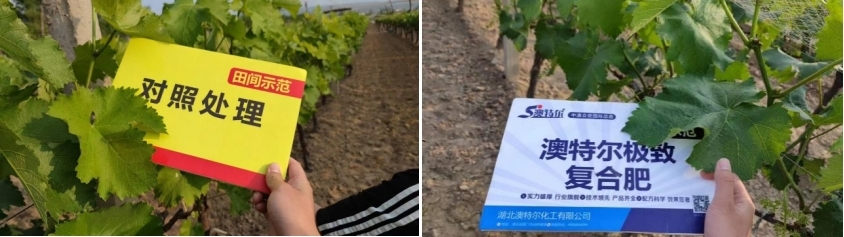 图片3对照田葡萄.jpg