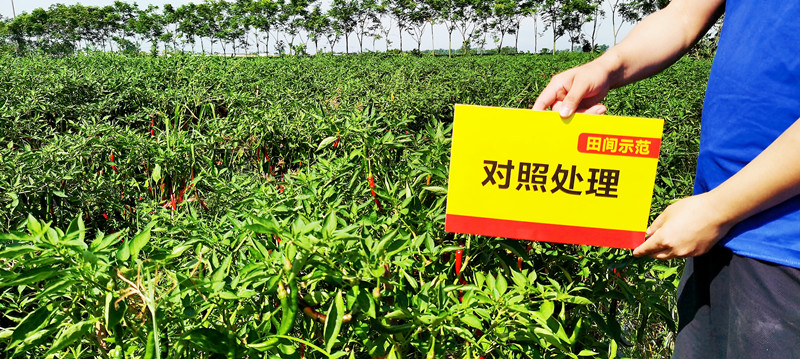 对照田顶端挂果量_副本_副本.jpg