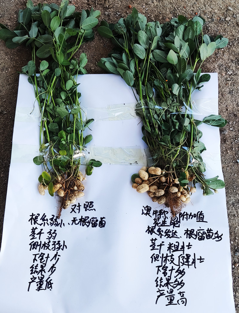 单株效果对比.jpg