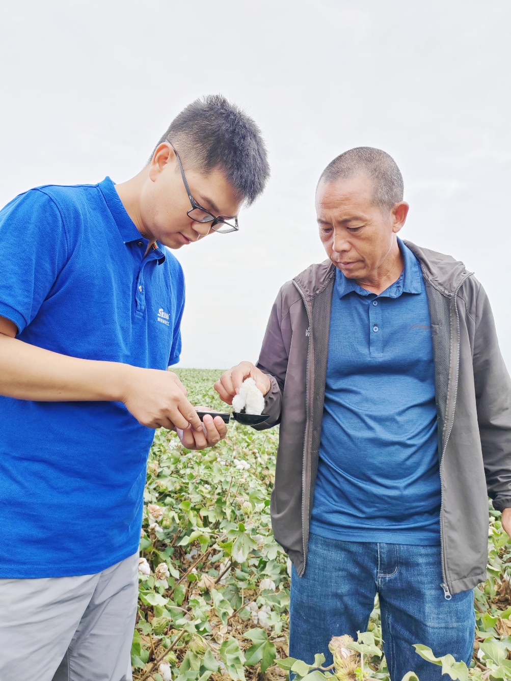 满冠体育农艺师李春侨（左），在种植户陈克明（右）的棉田进行单铃测重，预估产量.jpg