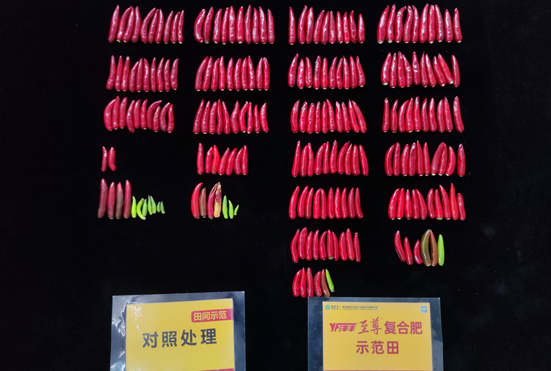 9月26日单株椒果对比_副本.jpg 9月26日单株椒果对比_副本.jpg